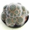 Mammillaria_bocasana_1